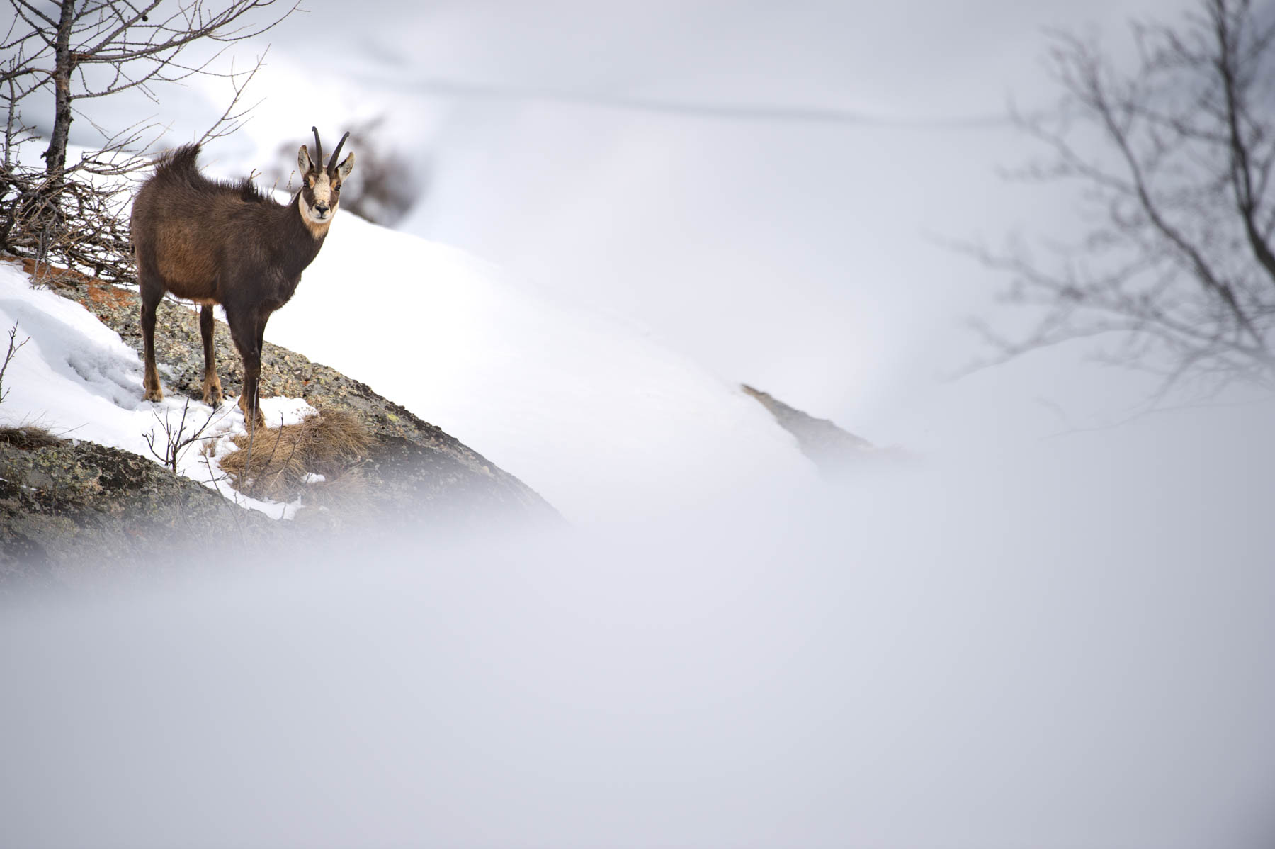 Viaggio Fotografico e Workshop nel Parco Nazionale del Gran Paradiso INVERNO