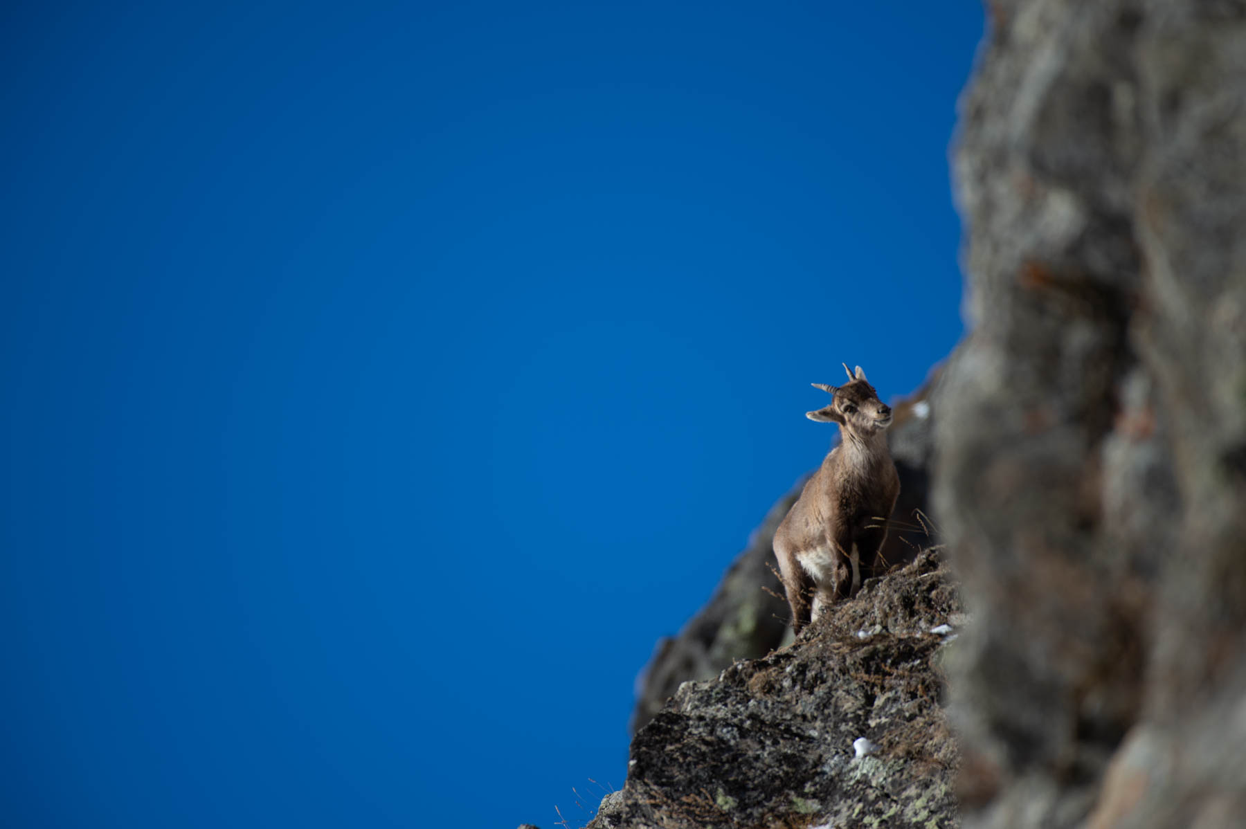 Viaggio Fotografico e Workshop nel Parco Nazionale del Gran Paradiso INVERNO