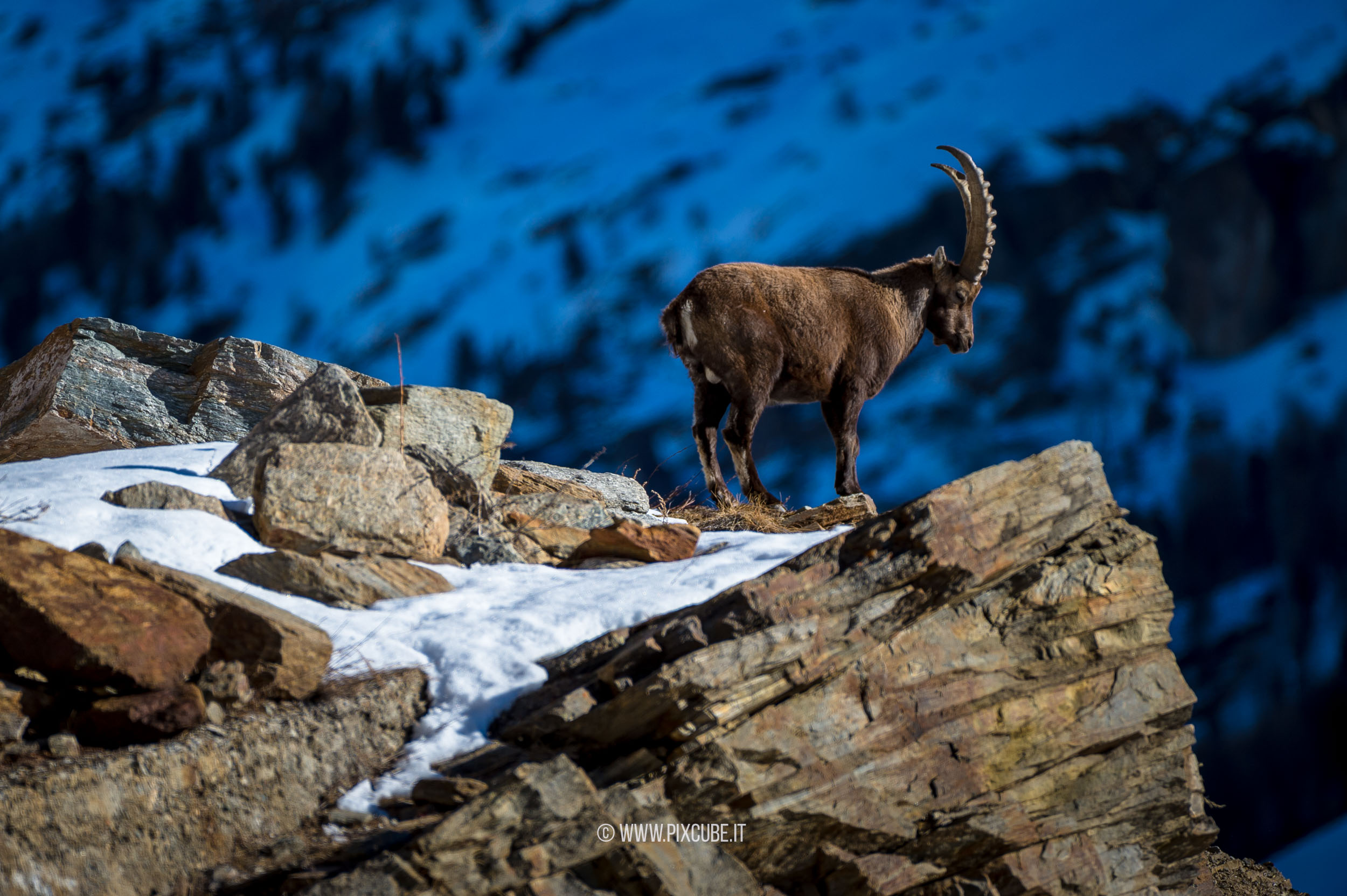 Viaggio Fotografico e Workshop nel Parco Nazionale del Gran Paradiso INVERNO