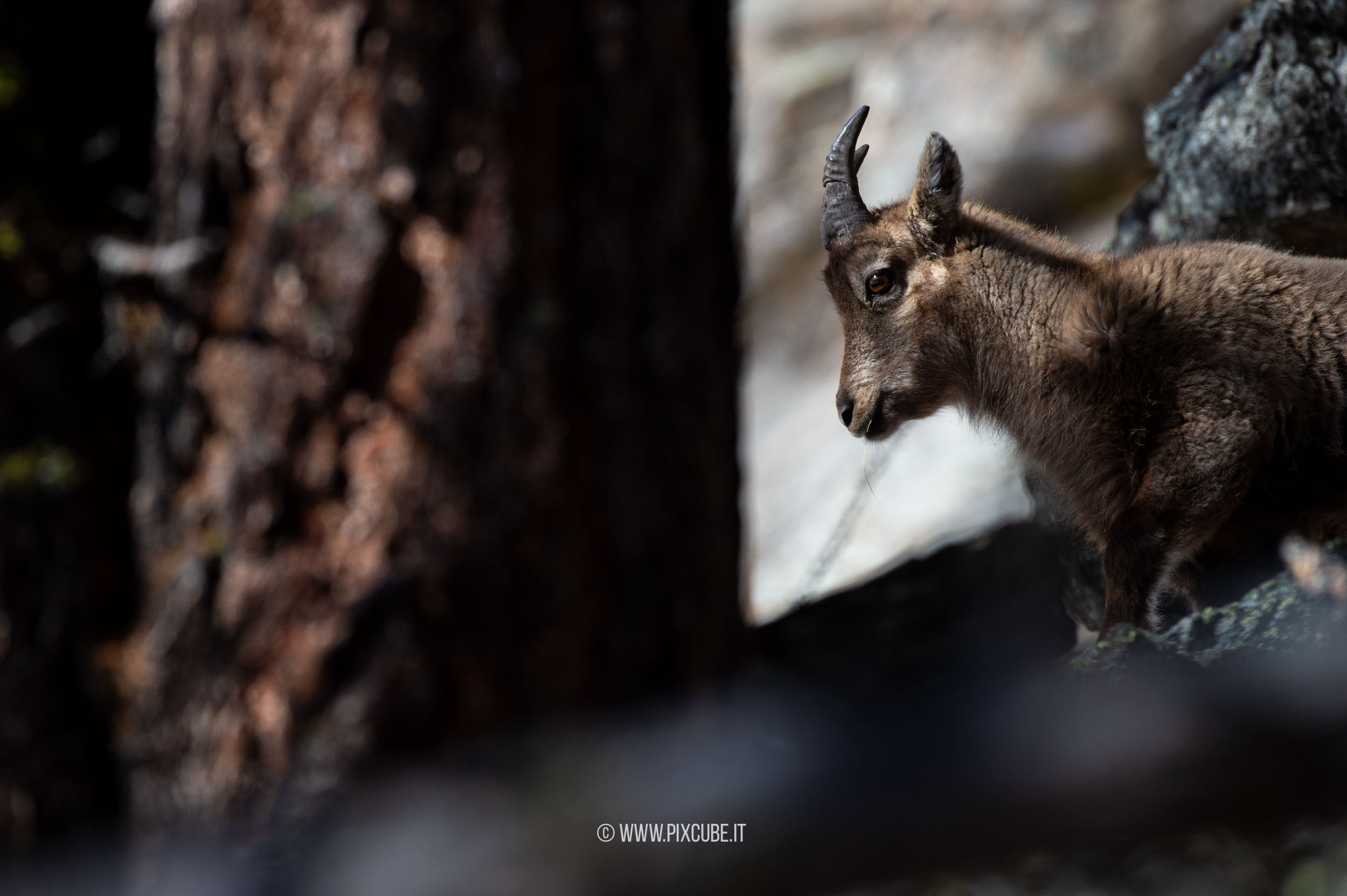 Viaggio Fotografico e Workshop nel Parco Nazionale del Gran Paradiso INVERNO