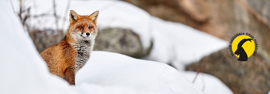 Viaggio Fotografico e Workshop nel Parco Nazionale del Gran Paradiso INVERNO