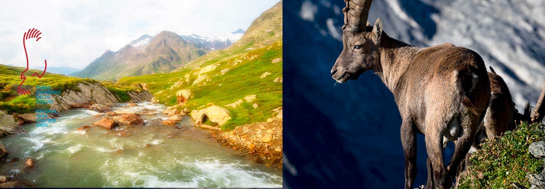 Workshop nel Parco Nazionale dello Stelvio