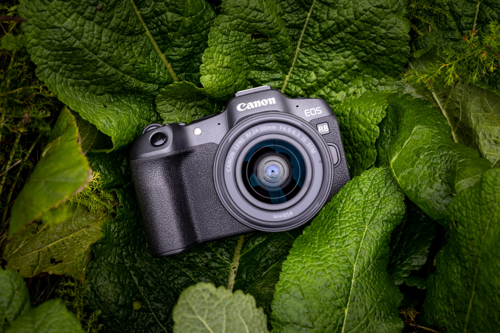 CANON EOS R8 + RF 24-50/4,5-6,3 IS STM