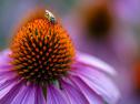 TAMRON 90/2,8 MACRO DI III VXD SONY E-MOUNT