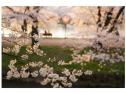 SONY SEL FE 50/1,4 ZA