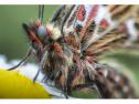 LAOWA 100/2,8 ULTRA MACRO 2:1 CANON EOS R
