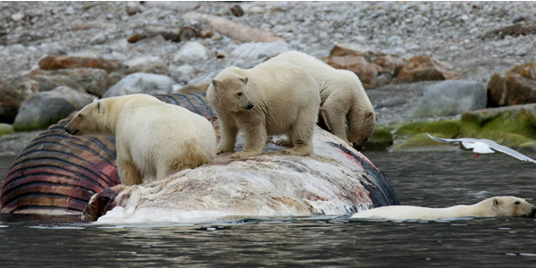 Workshop fotografico alle isole Svalbard con Luca Bracali